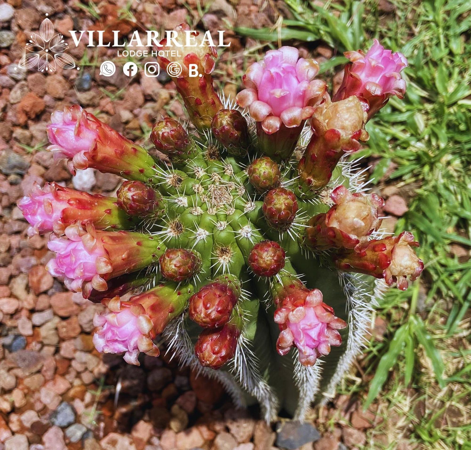 Totolapan Villarreal Lodge Hotel Ecologico מראה חיצוני תמונה